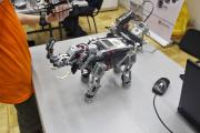 Начинающие робототехники покорили «РобоМИР»
